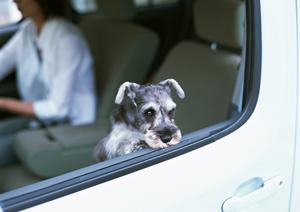 一宮市で中古車を探すならここがおすすめ
